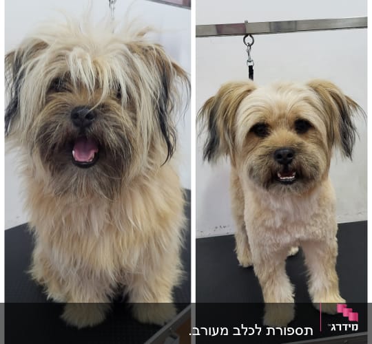 כלב לפני ואחרי תספורת במספרת כלבים